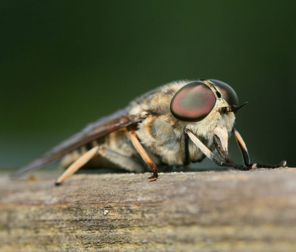 শিরোনাম : ক্লান্তি ভরা মাছির হালচাষ।<br>|১৪ নভেম্বর ২০২৫ |